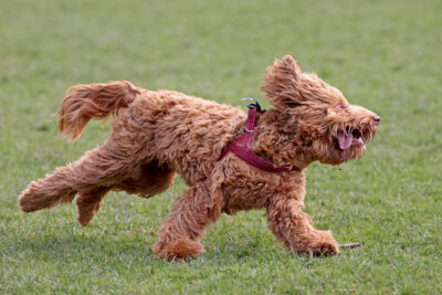 Is dog training necessary?

Discover the importance of dog training and how it benefits both your furry friend and yourself as a responsible.

Read now: bit.ly/4adCjMr 
.
.
.
#goldendoodlepuppy #goldendoodlesofinstagram #doodles #puppygram #available #doodlebreeder # ...