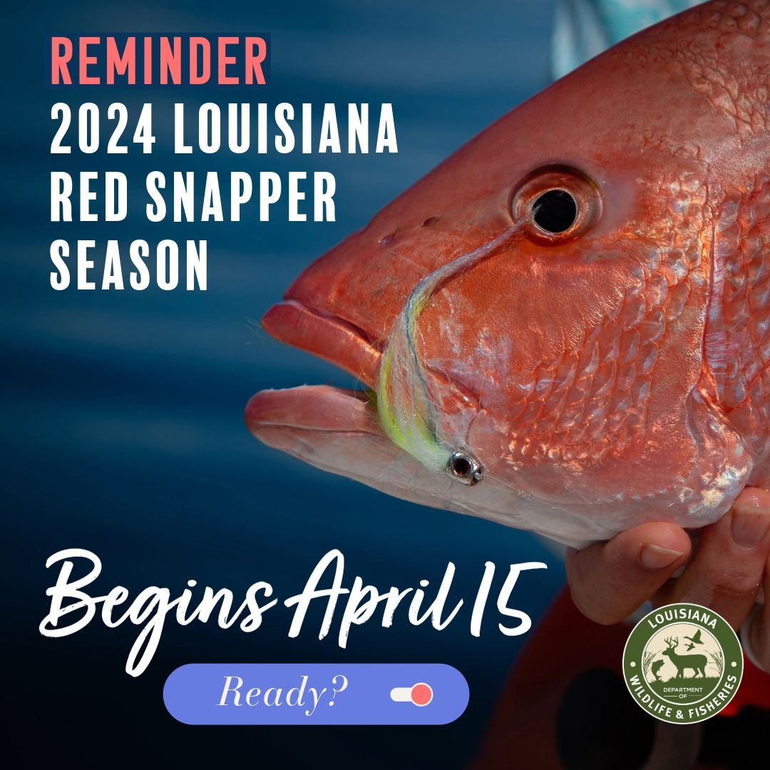 Get ready, anglers! The 2024 private recreational Red Snapper season kicks off on Monday, April 15, in both state and federal waters. Make sure you are properly licensed, permitted, and equipped before heading out. Full details: buff.ly/49Ogva7 #RedSnapper