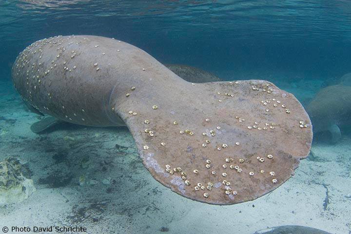 It’s a fact! 
Like many marine mammals, it is possible for manatees to have barnacles attached to their backs in a saltwater environment. They will eventually fall off once a manatee has ventured from salt to fresh water. savethemanatee.org/facts #WildlifeWednesday