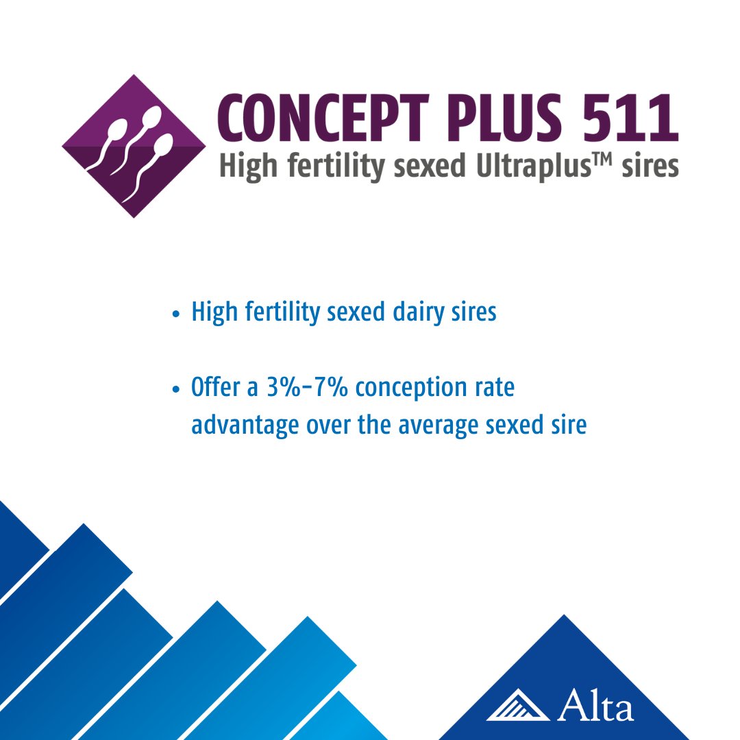 Using CONCEPT PLUS 511 high fertility sexed dairy semen offers a 3%-7% conception rate advantage over the average sexed sire!

Talk to your Alta advisor to find the best fit bulls for your herd.

#altagenetics #dairymanagement #sexedsemen