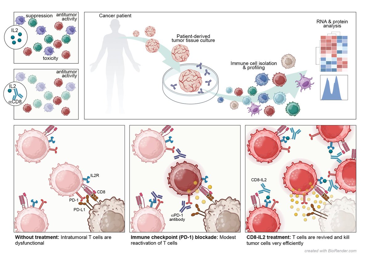 Out now: CD8-targeted IL2 unleashes tumor-specific immunity in human cancer tissue by reviving the dysfunctional T cell pool by @KapteinPaulien @Thommen_ds in @CD_AACR #publicationoftheweek ⬇️ bit.ly/3JdKjkM