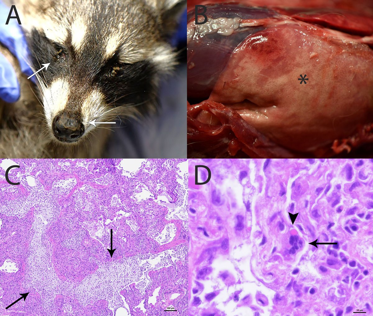 A raccoon was found dead at a private residence in Wisconsin and sent to the National Wildlife Health Center for diagnostic evaluation. Following evaluation the raccoon was diagnosed with canine distemper. Read the case report at usgs.gov/centers/nwhc/n…
