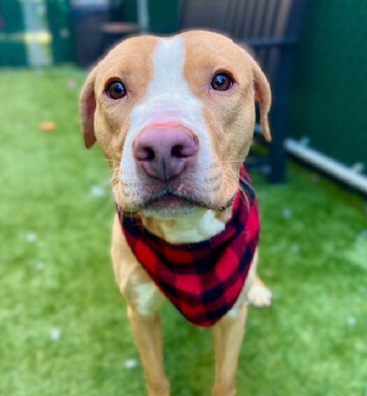 I am absolutely BEGGING U to PLZ save this little fellow! CIRCO #182611 is a wee boy that doesn't want to DIE 💔 Look at his little face,his eyes ,so heartbreaking, because he is trying to get u to save his life. 12mo,a #puppy PLZ #ADOPT #FOSTER OR #PLEDGE #NYCACC PLZ HURRY