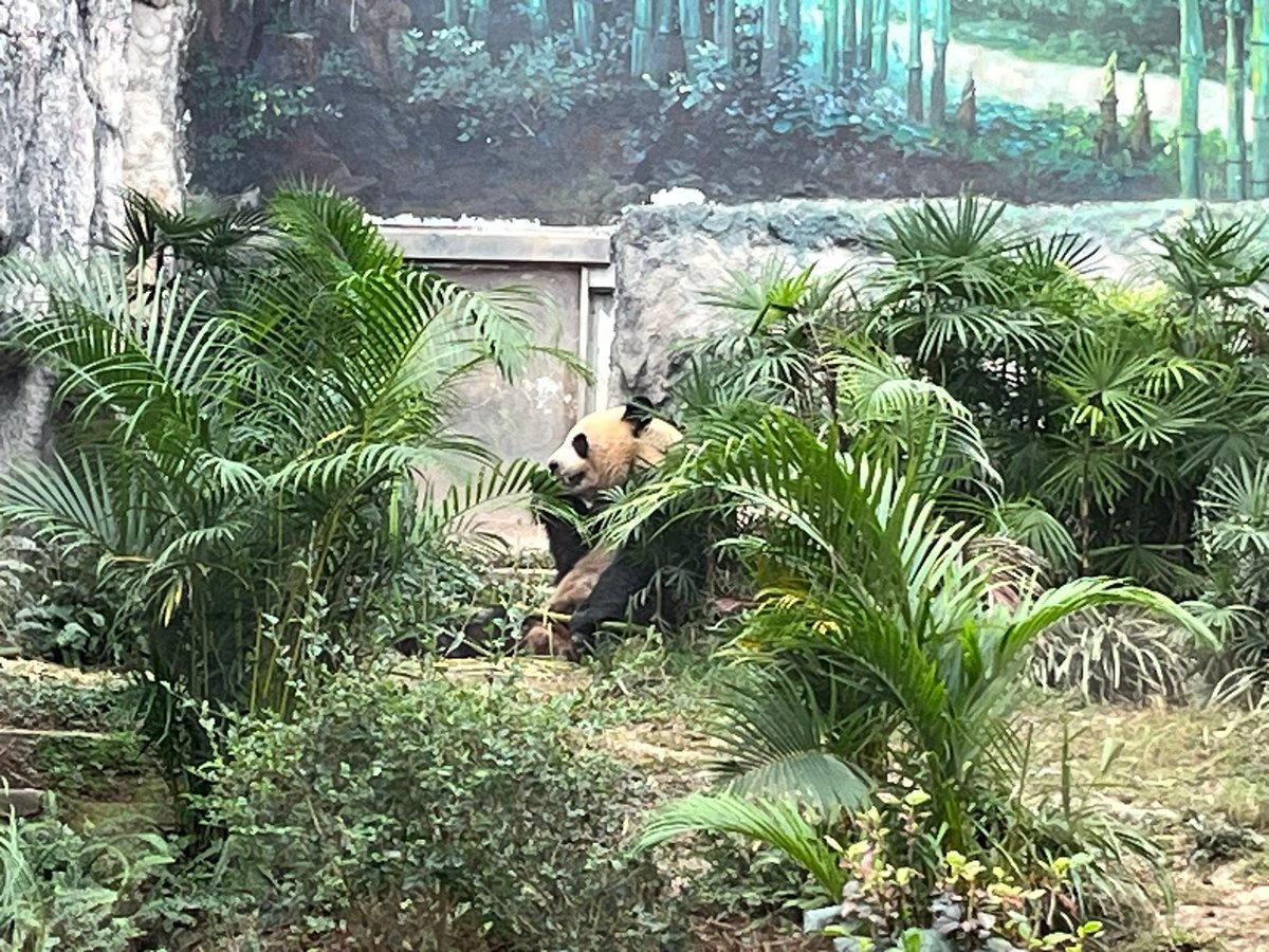 Saw a couple of Pandas earlier today. They’re truly extraordinary!
