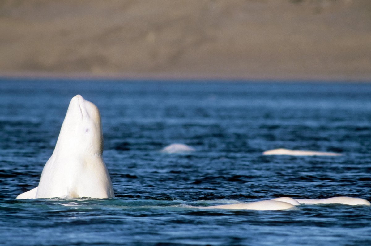 The Cross-Canada Virtual Road Trip is back! Learn about a day in the life of a beluga whale with the Saguenay-St. Lawrence Marine Park team here: youtube.com/watch?v=SnY37l… @CanGeoEdu @EBTSOYP #ParksCanVirtual