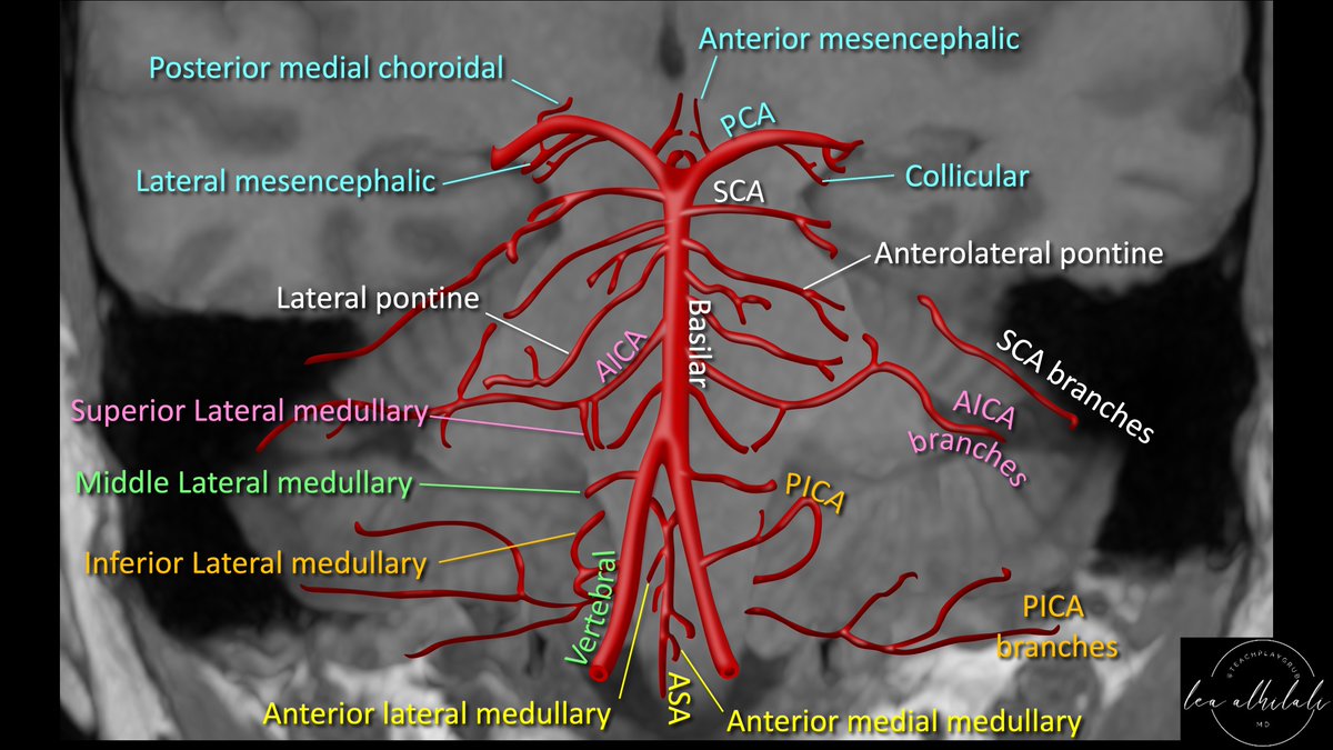 In medicine, anatomy is power! It helps diagnose & treat disease--but you must know it first! Posterior fossa perforator branches are key in stroke. How many do YOU know? Here's a color-coded map of perforators for each vessel, an easy reference guide to help you branch out!