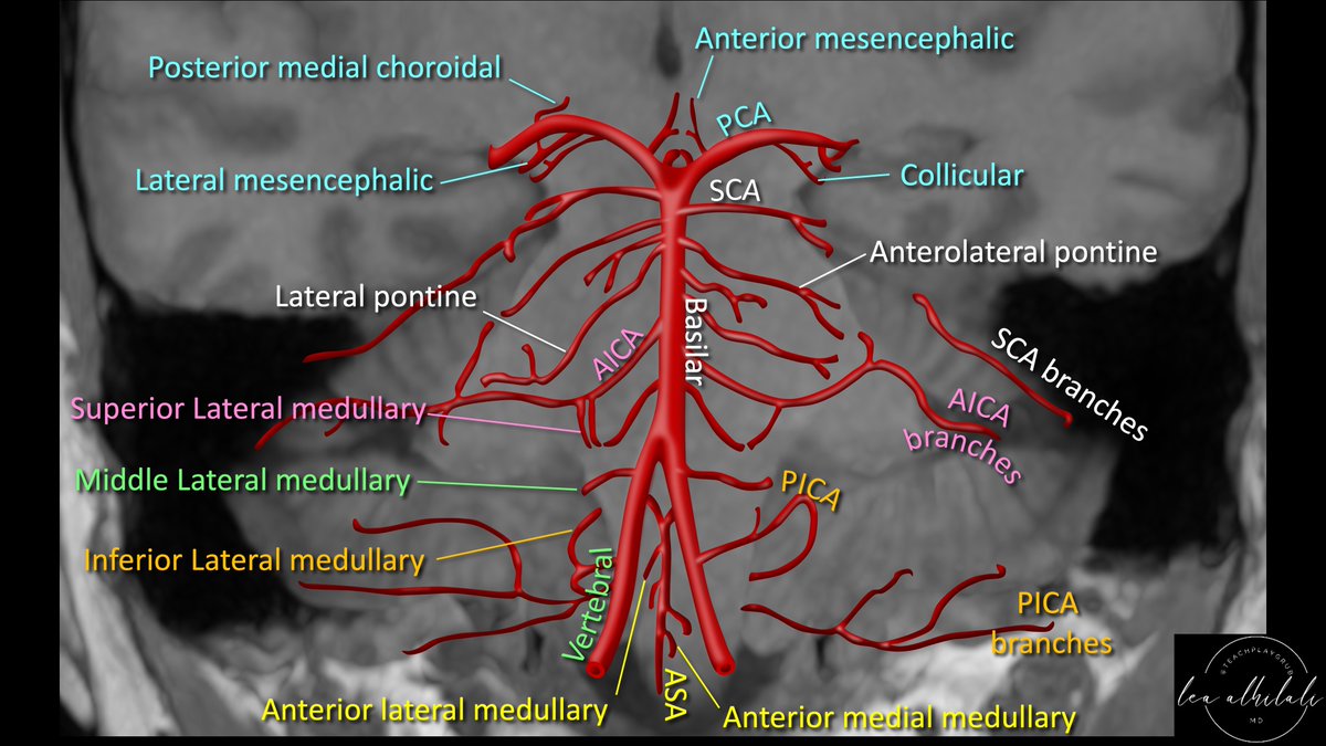 In medicine, anatomy is power!

It helps diagnose &amp; treat disease--but you must know it first!

Posterior fossa perforator branches are key in stroke. How many do YOU know?

Here's a color-coded map of perforators for each vessel, an easy reference guide to help you branch out!