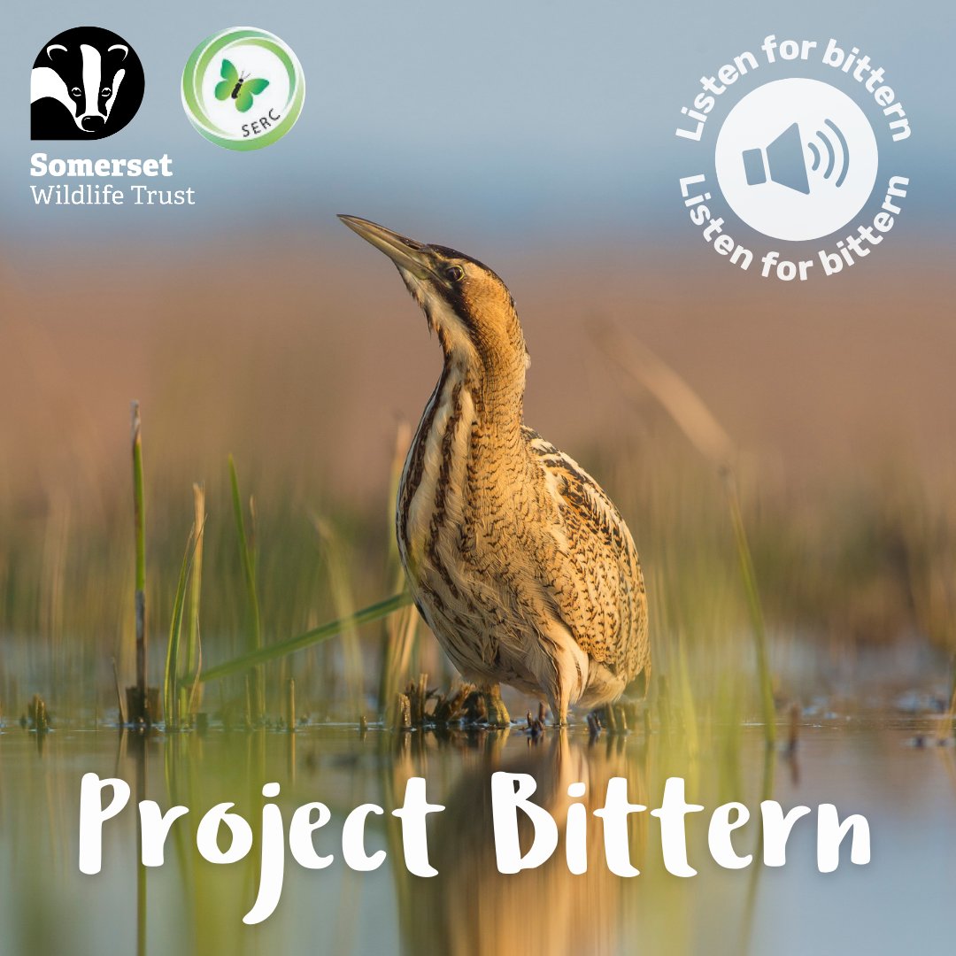 You don't need to have seen a bittern to take part in our citizen science project! 👂 Bitterns are heard far more often than they're seen, which is why we're asking you to tell us about any booms you've heard: inaturalist.org/projects/proje… #ProjectBittern @AvalonMarshes