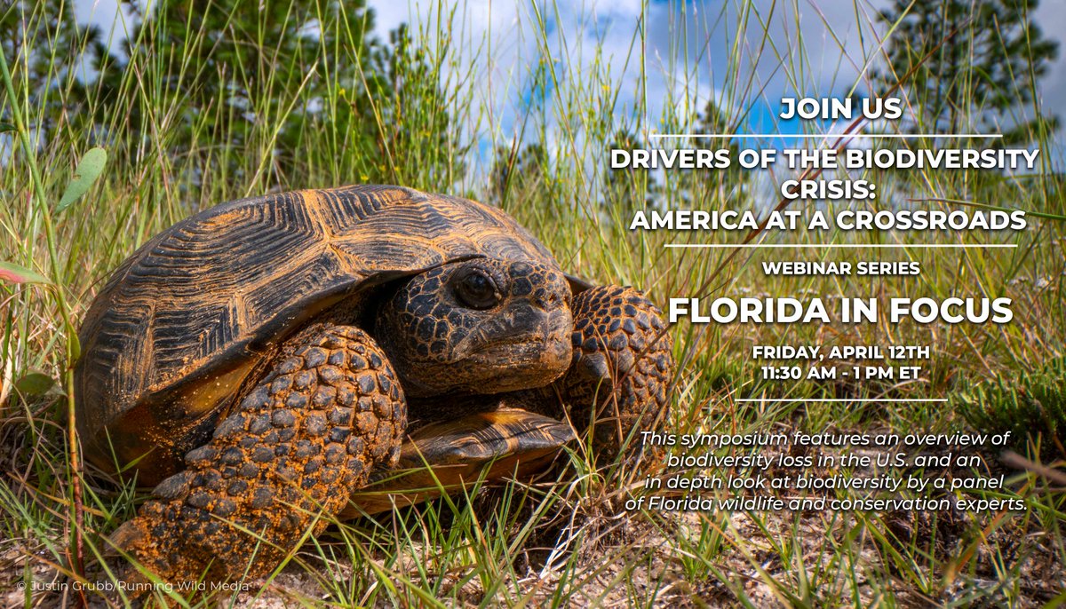 Join us and @Defenders on April 12 for Drivers of the Biodiversity Crisis: America at the Crossroads - Florida in Focus webinar. You will hear from a panel of wildlife and conservation experts on the #biodiversity loss drivers & solutions. Register: support.defenders.org/page/65111/sur…