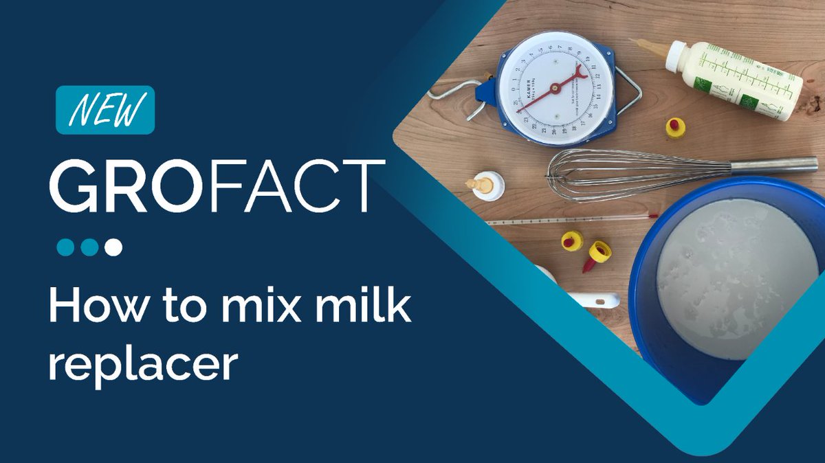 Do you know how to properly mix milk replacer? From what temperature of water to use, to the importance of weighing the powder and even which order to add the water and powder to the bucket we're reviewing it all in our latest #GroFact: grobernutrition.com/grofacts/how-t…