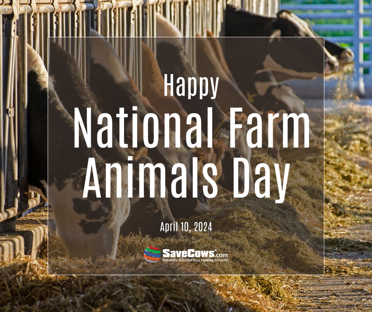SAVE COWS® Network (@savecowsnetwork) on Twitter photo 