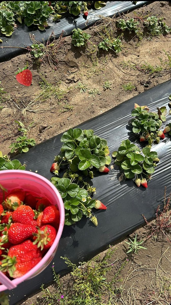 Chelsea shared this picture of the strawberry field in Oxnard CA. Due to her working hunched over for more than 8 hours a day, she leaves the field each day with severe backpain. After 8 years of doing this work she hopes the piece rate will increase next year. #WeFeedYou