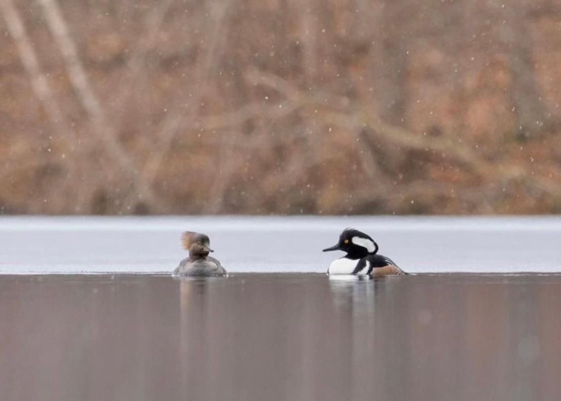 #SpringMigration is underway, heralding the arrival of beloved waterfowl species. 🦆 This pair of hooded mergansers was observed in an area of open water on a lake in Quebec during an early spring snowfall 📷 Thanks to wildlife photographer Eloi Belisle for the great photo!