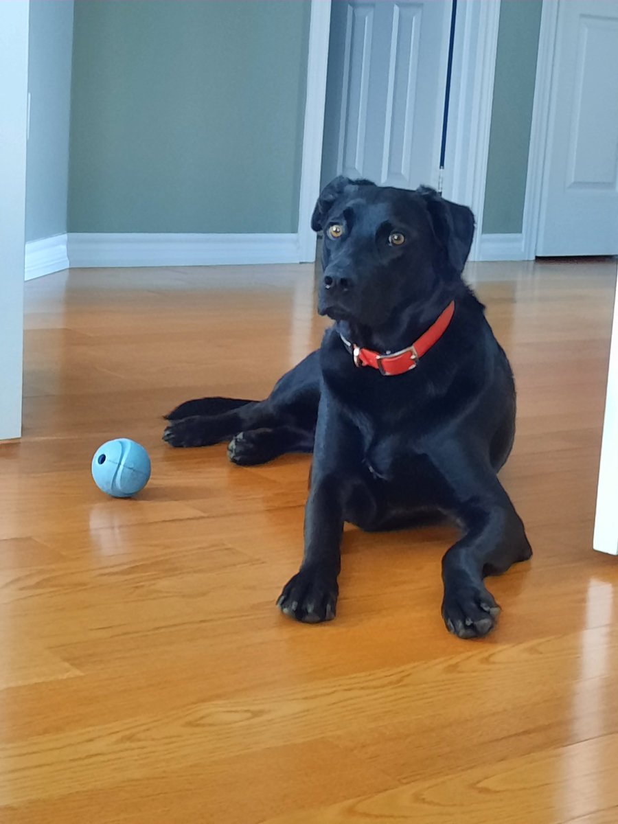 bsantossousa's tweet photo. @breakfasttv Bailey waiting for someone to go play ball https://t.co/SD1dAX5RQz