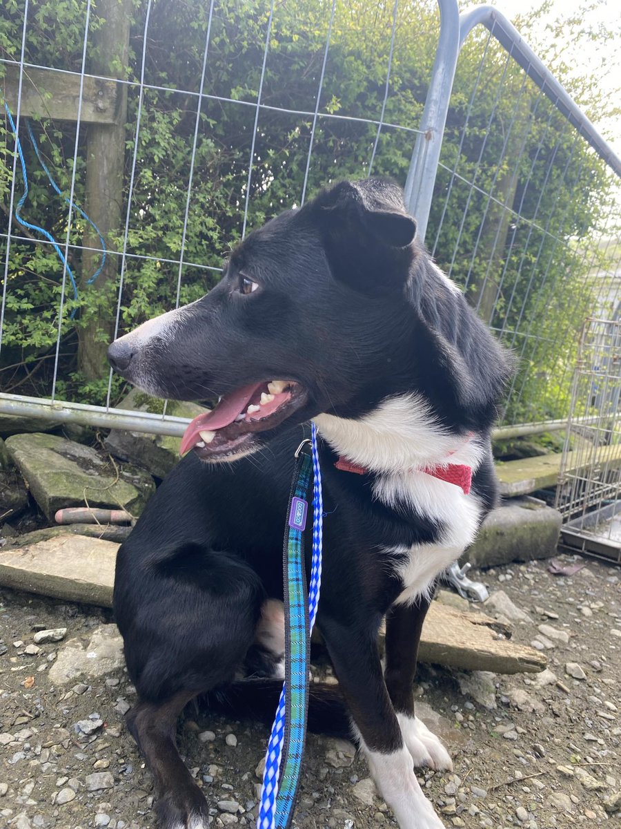 🐾🐾NEW ARRIVAL🐾🐾 We welcomed little HENRY to the rescue yesterday. He's under assessment at the moment and we will tell you more about him soon.