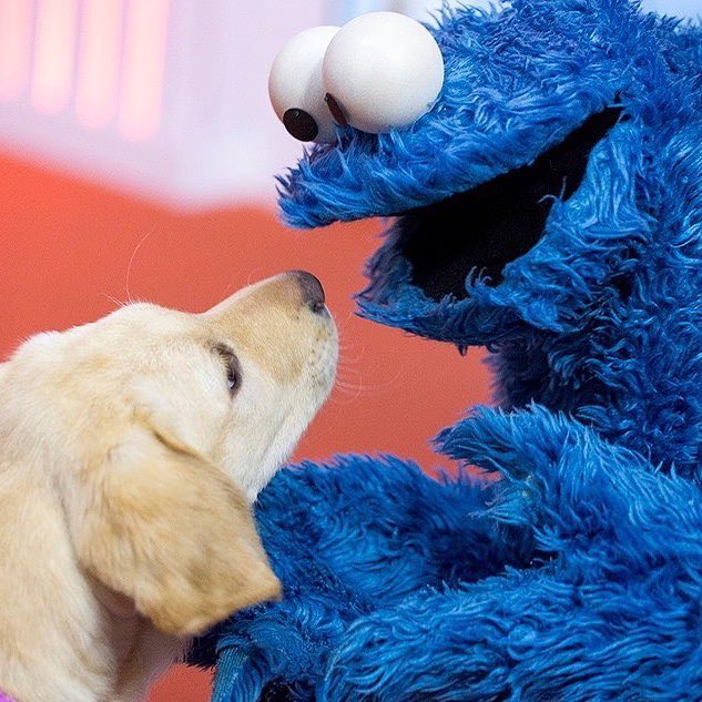 MeCookieMonster's tweet image. Look at dat adorable puppy! So cute! 🐶