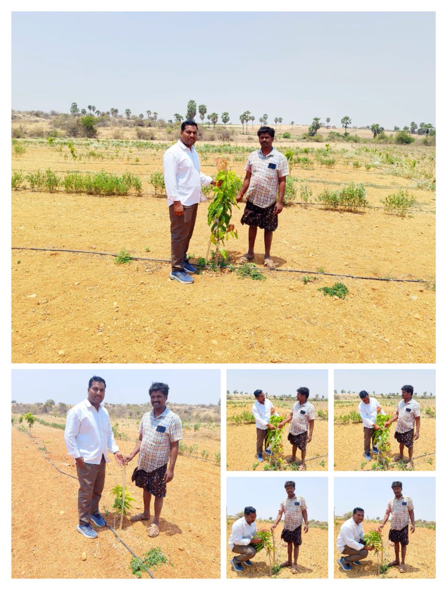 Farmers in Kapatralla are protecting their mango dreams from wildlife by using palm tree shields. But that's just the start! We're planting green cover to ease pressure on forests, reducing human-animal conflicts. Join us in growing social forests and multi-layered Agroforestry…