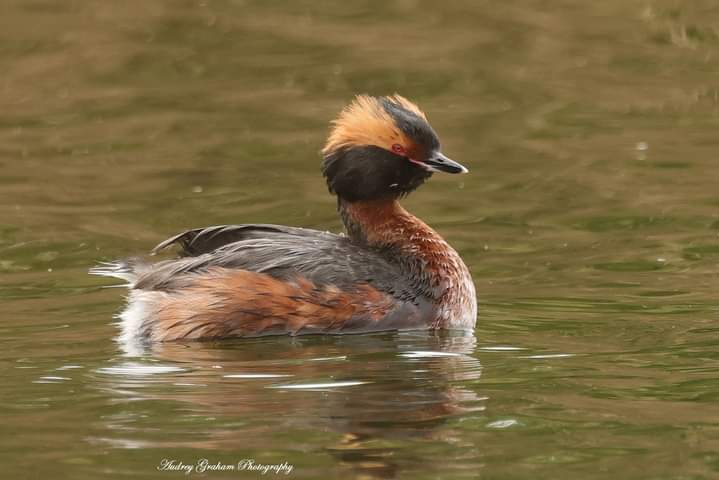 A beautiful Slavonian Grebe at Far Ings today - showing well on Target Pit. Photos by Audrey Graham! A good arrival of Willow Warbler and Blackcap also on site today @Lincsbirding