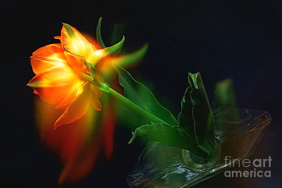 GLOW of LOVE. #prints n #products - buff.ly/3WbJqBd #AlexanderVinogradov Look at my site buff.ly/2BKlDOX #color #tulip #fineartphotography #artcollectors #artsale #fineart #wallartforsale #homedecor #flower #floral #botanical #spring #buyINTOART #interiordesign