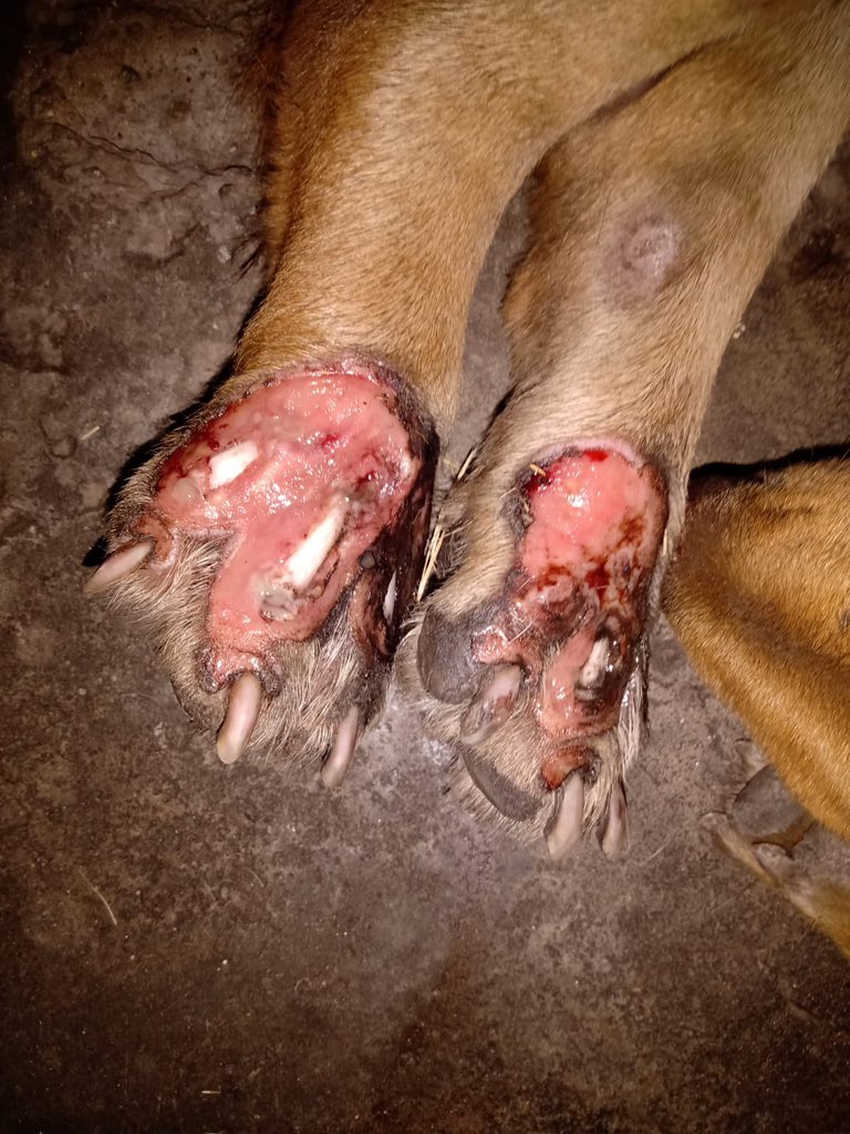 Amigos!! Si fuimos por el perrito, luego lo ingresamos al hospital, se quedó internado con tratamiento de analgesia y antibiótico… Es más complicado de lo que parece, pues trae una parálisis… Hoy le van a sacar Rayos X y le harán todos sus estudios.
Envíenle buenas vibras