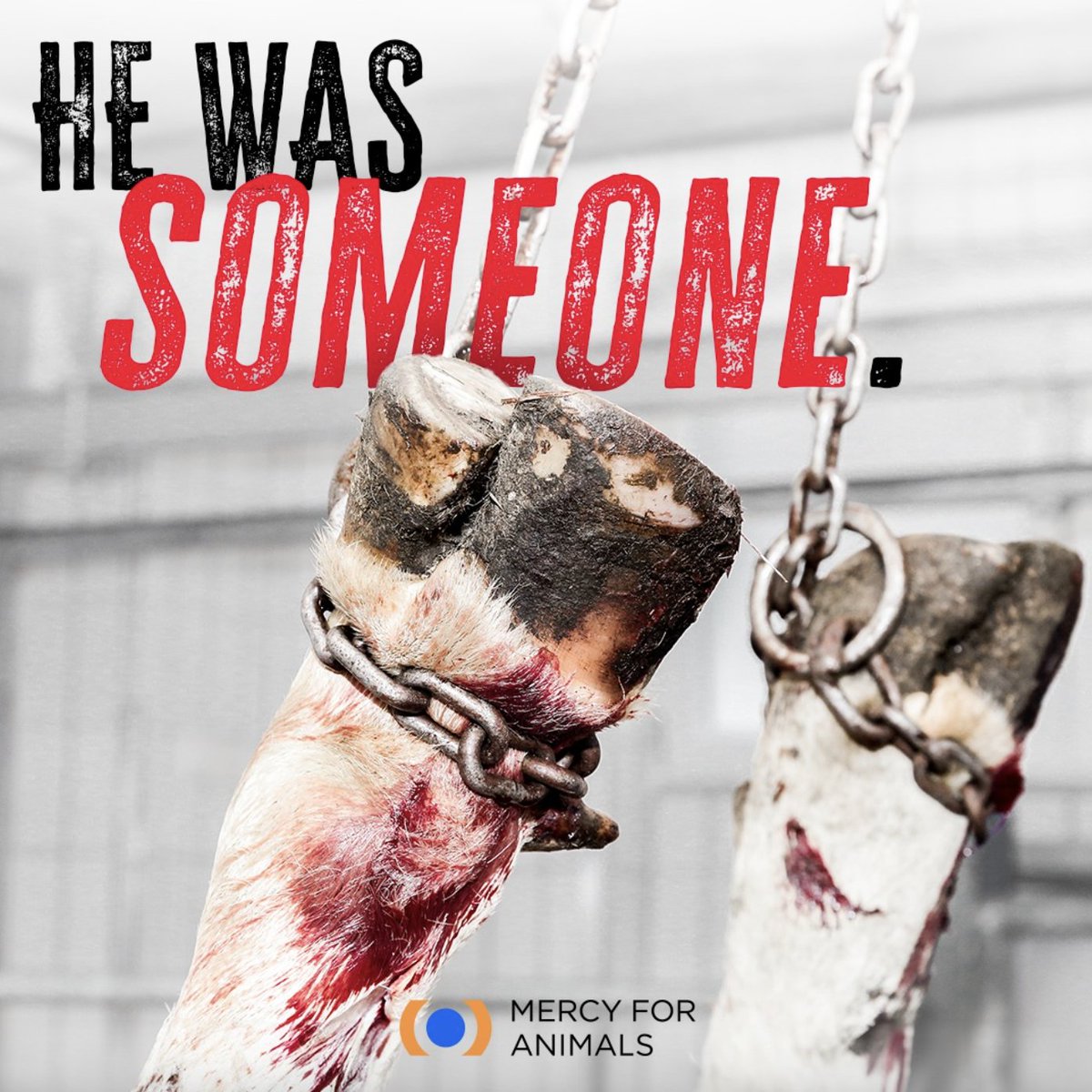 Just like us, animals raised for food are unique individuals who can feel pain and fear. Show compassion for them by choosing plant-based food.

Download our free How to Eat Veg Guide at mercyforanimals.org/hev/