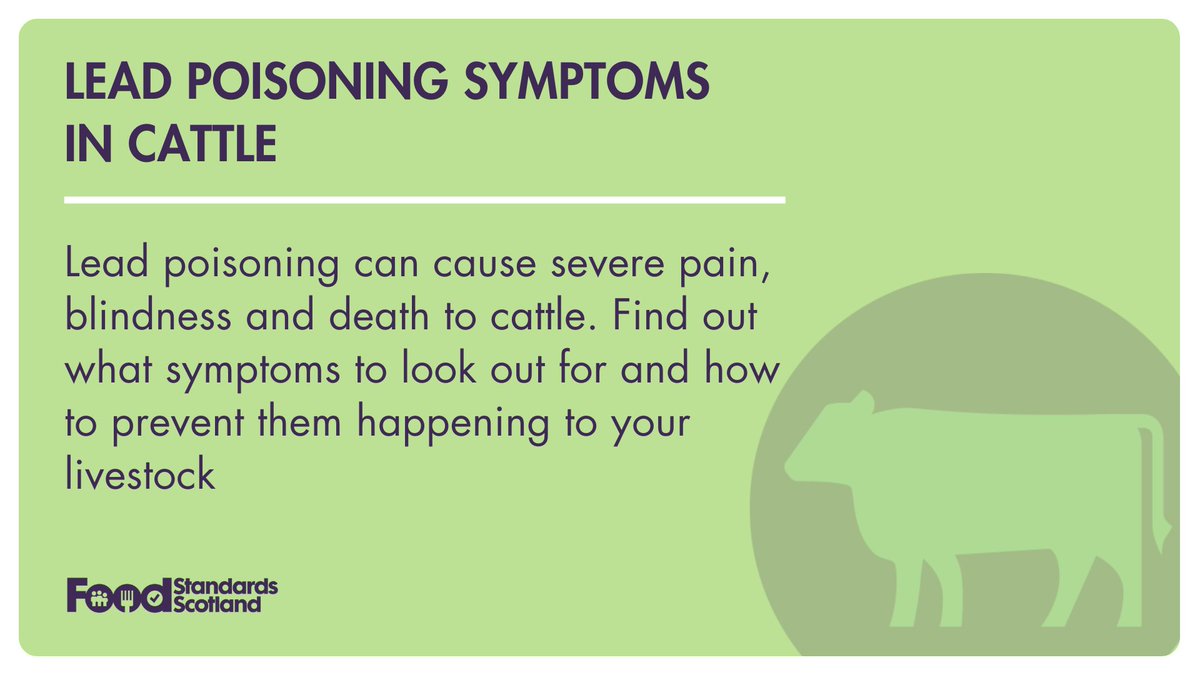 Abnormal behaviour such as teeth grinding can be a sign of lead poisoning in cattle. Find out more about symptoms to look out for and how to prevent them by visiting: bit.ly/3TOTLRR #OnFarmPoisoning #FoodStandardsScotland