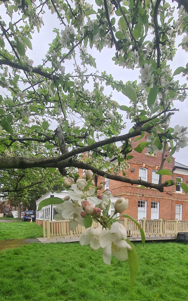 #BlossomWatch and all round spring vibes (yes really!) here at our Centre. Why not find out about all we do for those living with Multiple Sclerosis and other long term health conditions: southwestmscentre.co.uk/what-we-do #oxygentherapy #physiotherapy #complementarytherapies #Devon