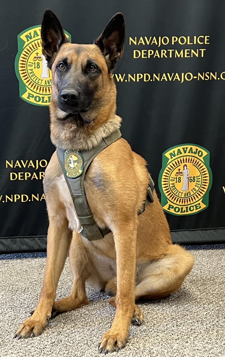 The NPD wants to formally introduce the community to K-9 Enzo, & his handler, NPD Special Operations Coordinator, Harland Cleveland. 

Cleveland & Enzo finished their training at Adlerhorst International, LLC Police K-9 Academy, located in Jurupa Valley, Cali. on Dec. 22, 2023.