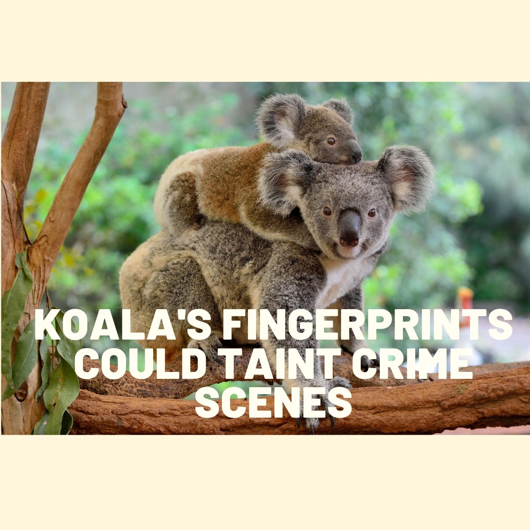 Did you know that koala fingerprints are so close to humans' that they could taint crime scenes? 😱

Don't #frameakoala ❗

#koala #downunder #koalajoke #animaljoke #funny
 #peoriaaz #glendaleaz #goodyearaz #buckeyeaz #scottsdaleaz #surpriseaz #azhomesforsale