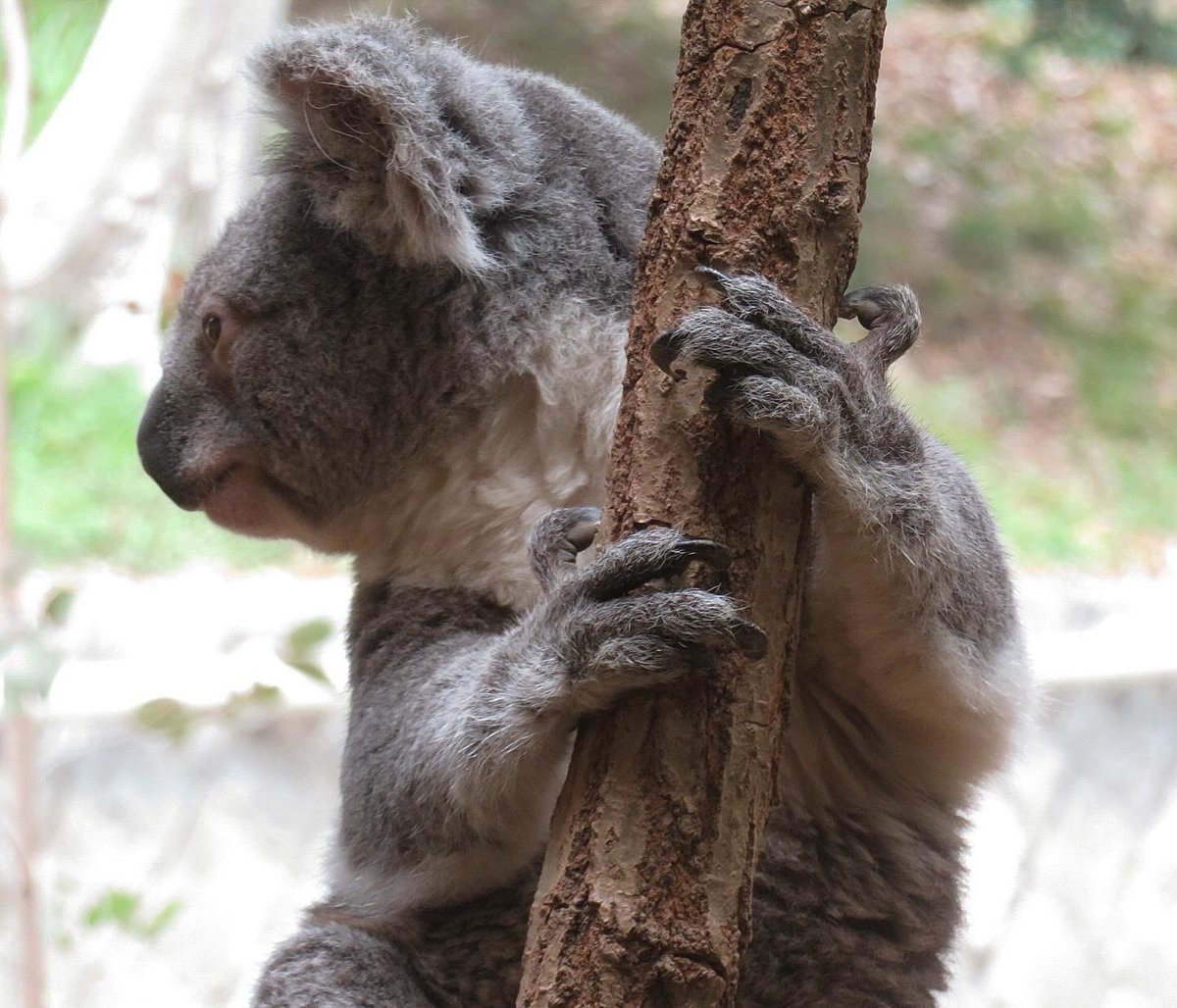 ユーカリまだでつか🐨✨🌿
ワクワクだね☺️

#王子動物園
#コアラ
#シャイニー