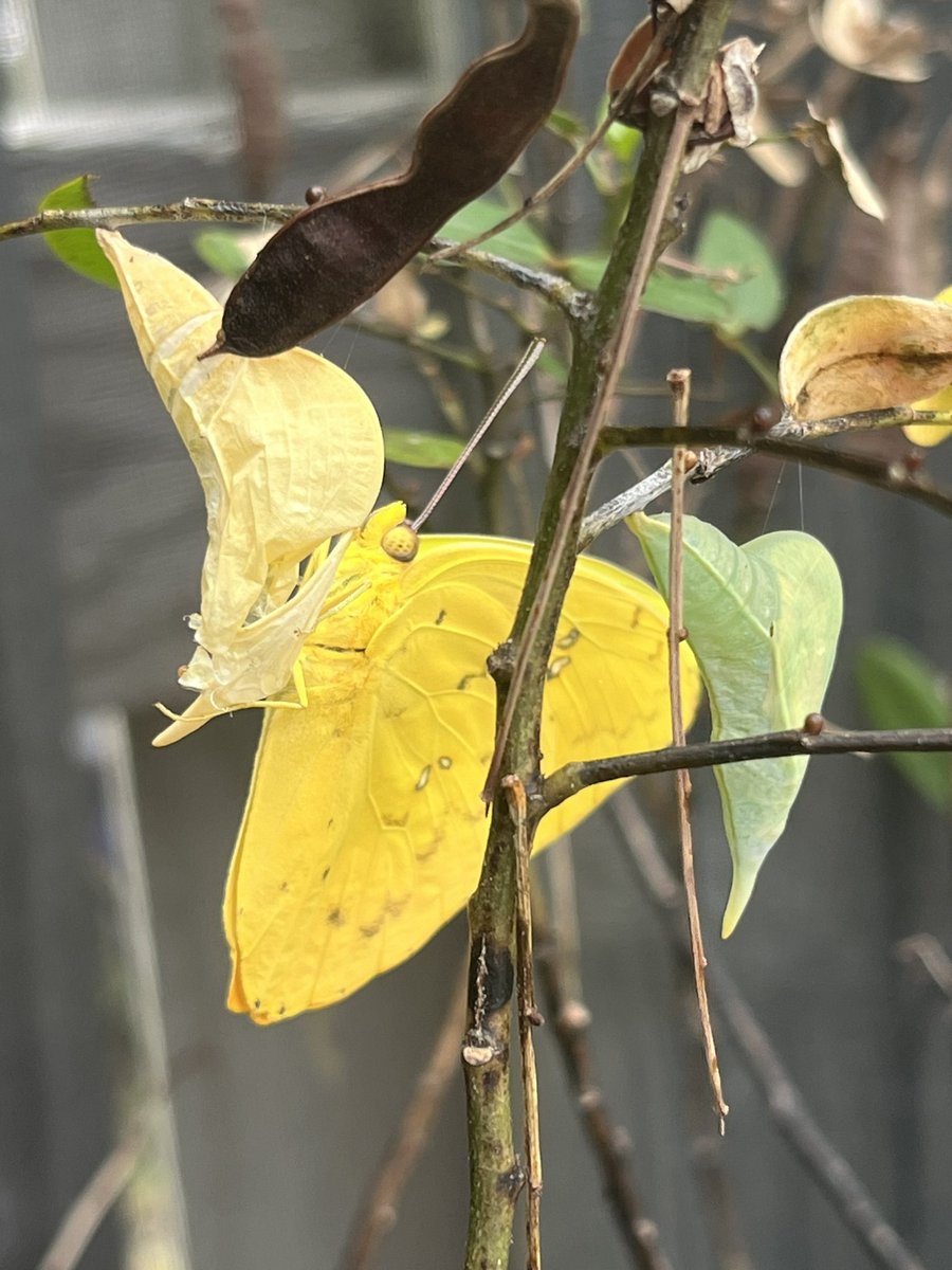 New sulphur butterfly 🦋 today! #butterflygardening #butterfly #chrysalis #butterflygarden #garden #sulphurbutterfly #yellowbutterfly #senna #sennaplant #cassia #cassiaplant #chrysalises