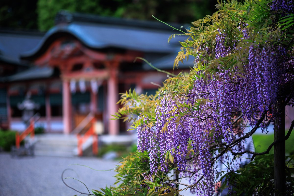 京都　春日神社