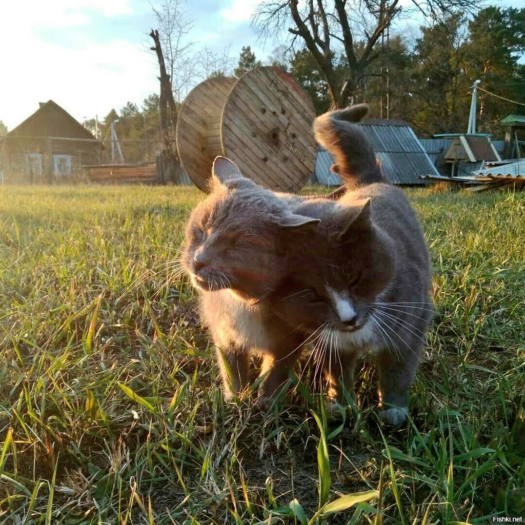 Доброе деревенское 🥰