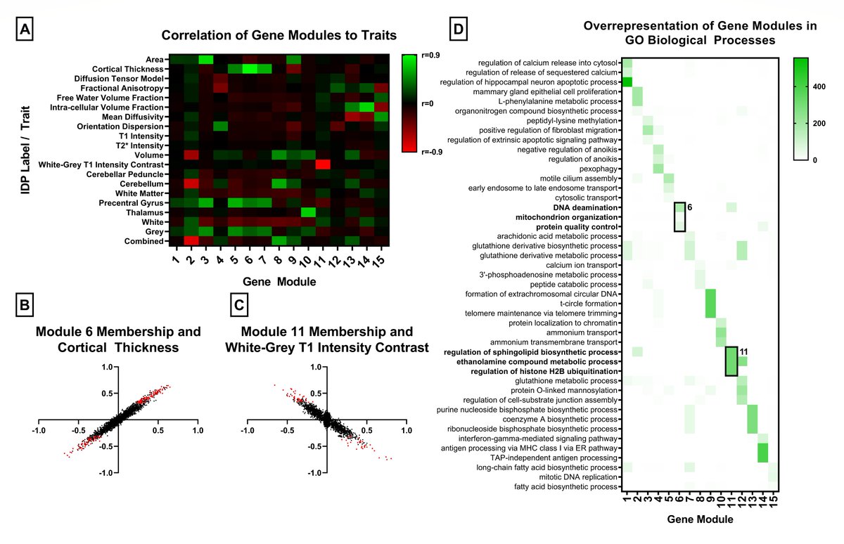 Imputation of gene expression reveals genes & mechanisms underlying the structure of the #essentialtremor -associated brain network. Analysis of 33,224 individuals from the #UKBiobank, and validation in essential tremor RNA-sequencing data. Just accepted in Movement Disorders