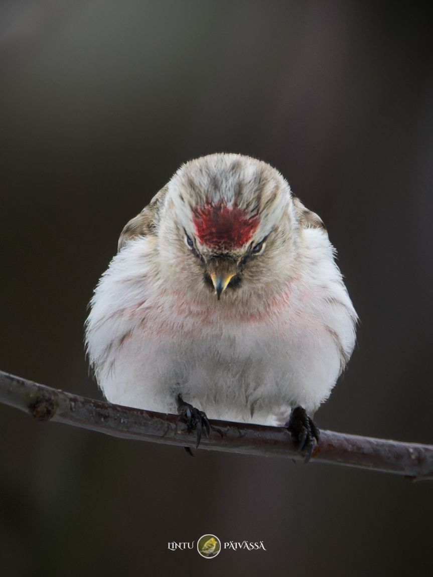 Tundraurpiainen • snösiska • Arctic Redpoll (Carduelis hornemanni)