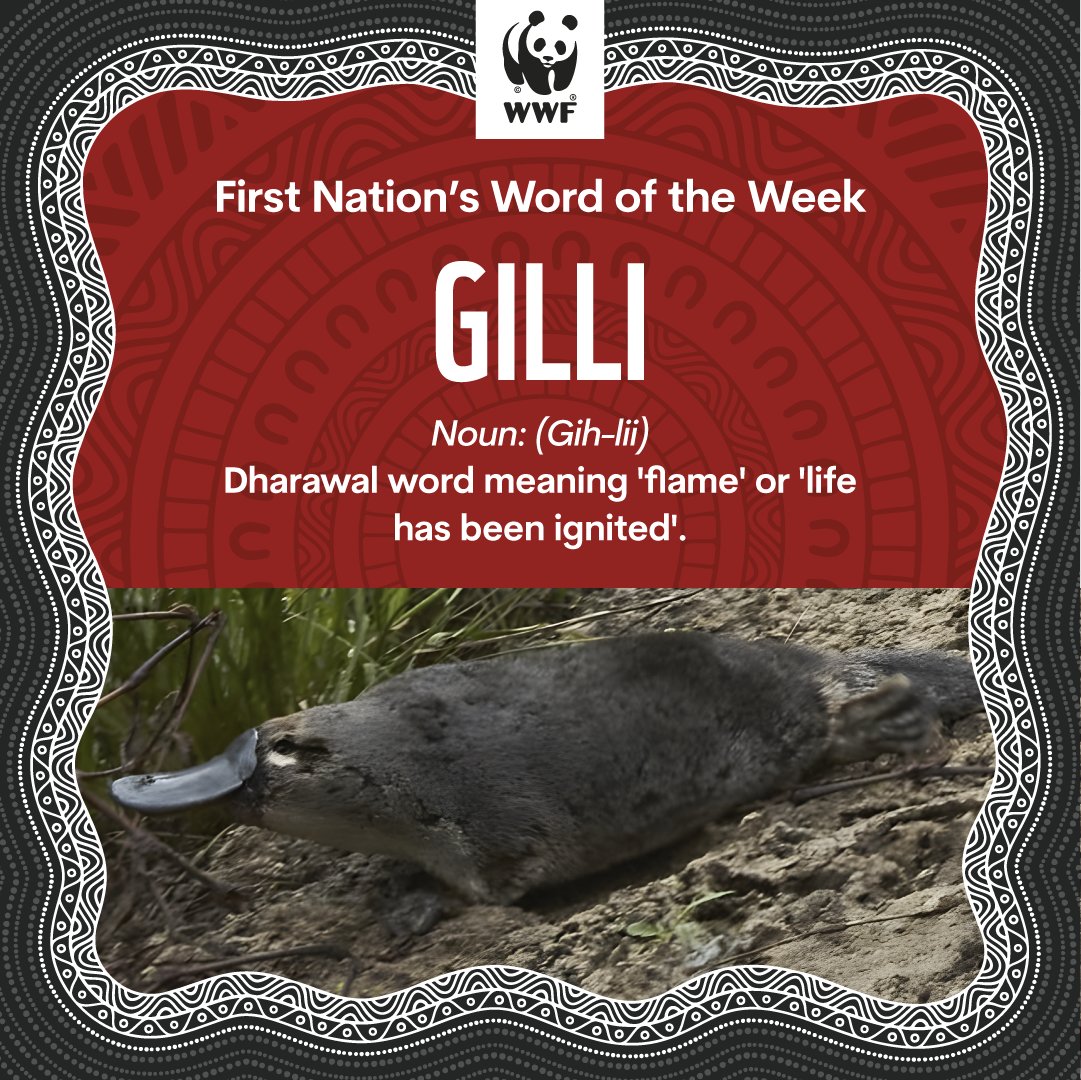 ❤️💛🖤 Celebrating the first baby platypus born in Royal National Park in over 50 years! This week's First Nation’s Word of the Week honours her name, Gilli. 💚 Named by cultural man Uncle Dean Kelly, Gilli means 'flame' or 'life has been ignited' in Dharawal language. 🐾