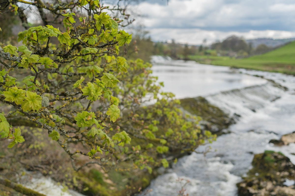 Good Morning! Who's noticed the trees taking on their early spring colours? They are appearing all across the #YorkshireDales #NationalPark and it feels like spring is springing 🌿

📍A short stroll to Linton Falls from the #Grassington National Park Visitor Centre.

📸 Andy Kay