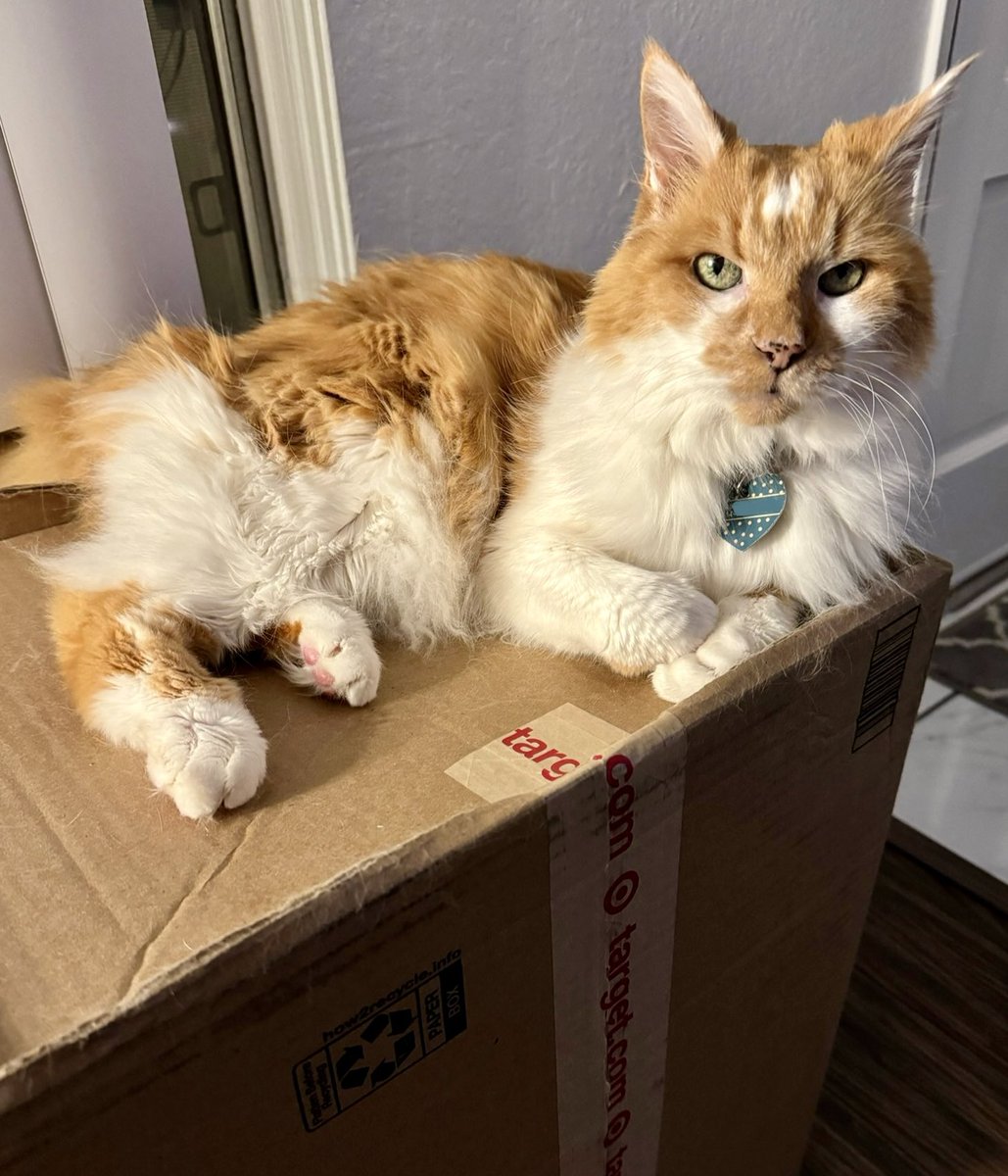 I’m keeping the box. #CatsOfTwitter 🤦🏽‍♀️🐈📦