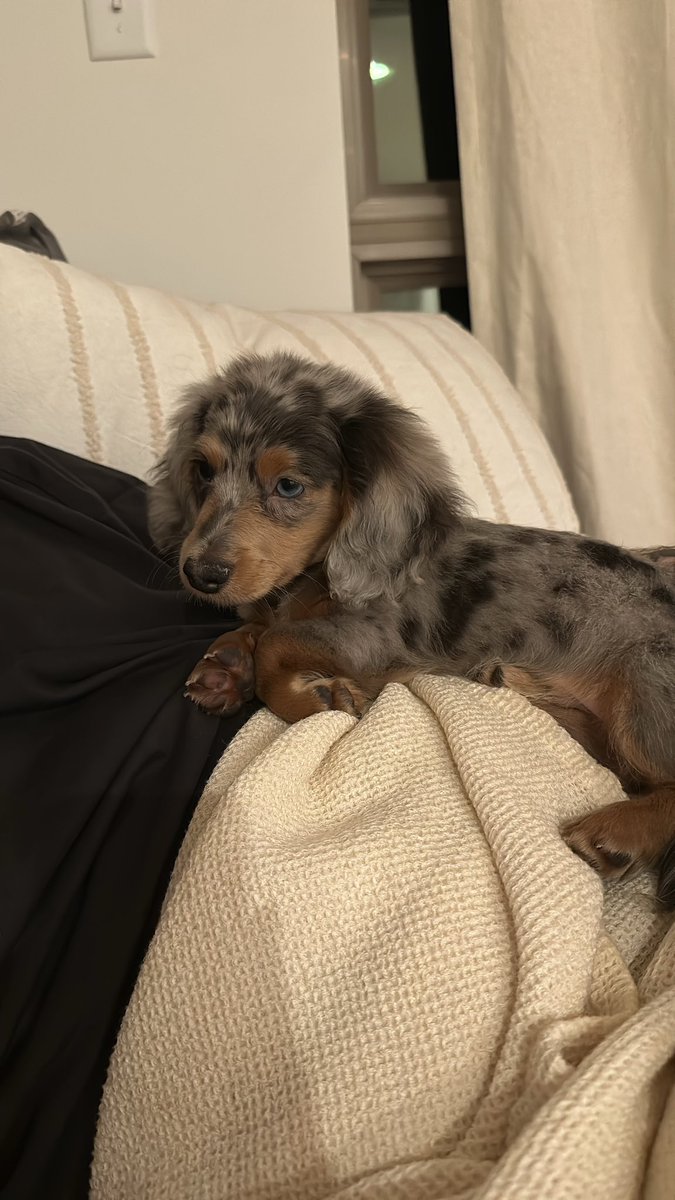 𝕬𝖉𝖉𝖎𝖘𝖔𝖓 𝕮𝖗𝖔𝖋𝖙 tweet media