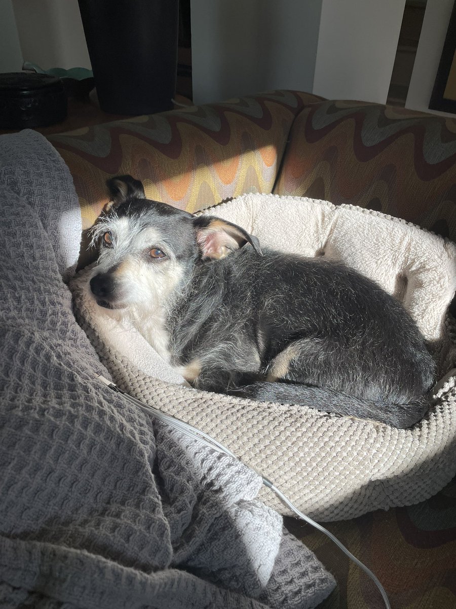 I adopted my JRT x from @thankdogiamout — this is my sweet Scout. ❤️ in his sunbeam….