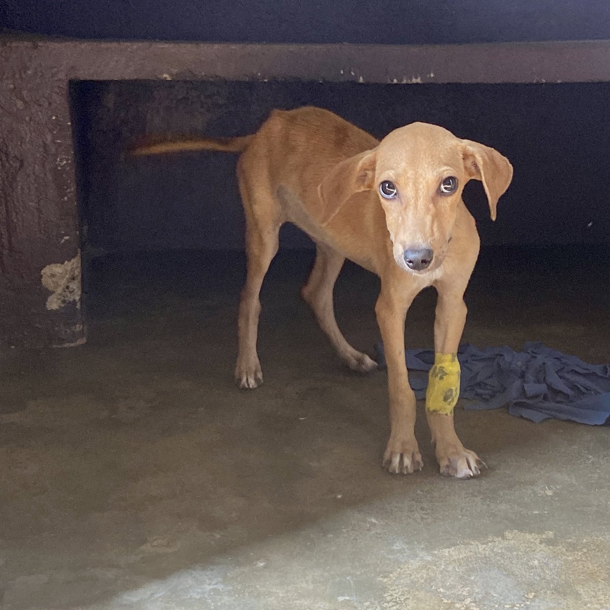 Good morning from tiny Morry☀️💗 He’s still receiving treatment for his nasal infection while also suffering with tremors. Be a part of Morry’s treatment 🙏🏼❤️ Donate now: otarafoundation.com/donate-now/