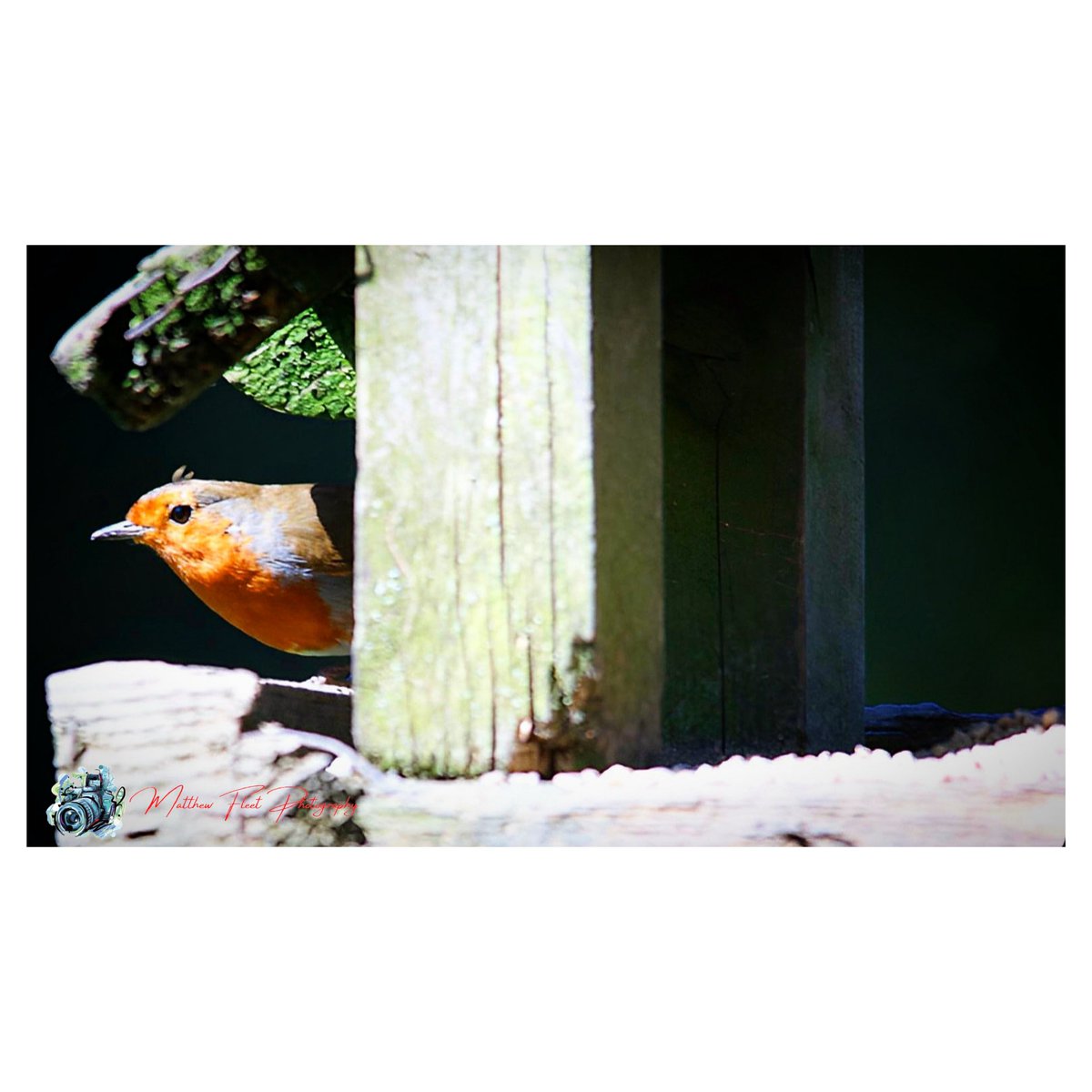 Robin Wassell Grove, UK 🏴󠁧󠁢󠁥󠁮󠁧󠁿 #Robin #WassellGrove #Photography