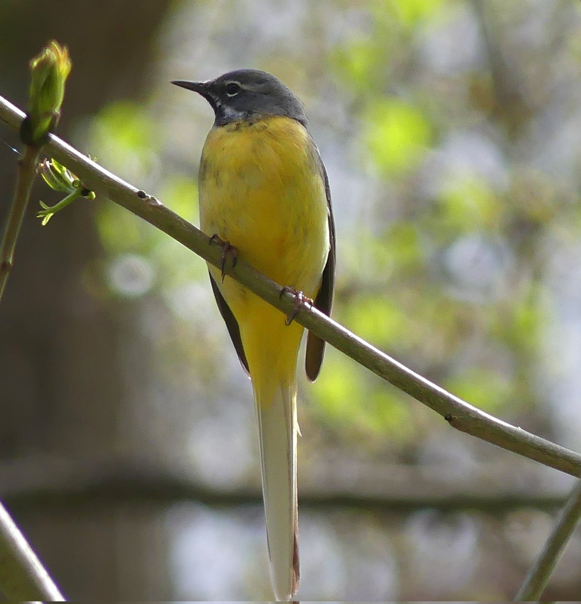 Grey wagtail looking very smart