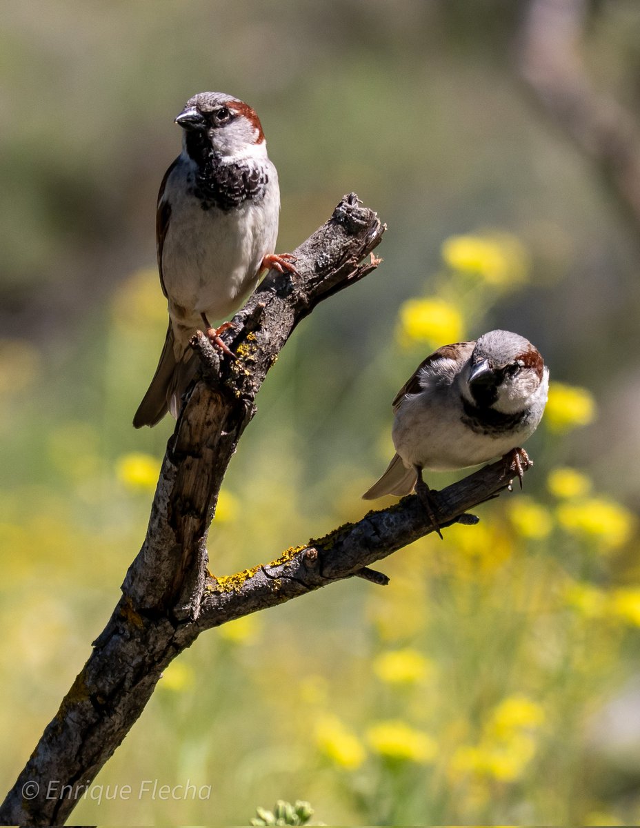 Gorrión común (Passer domesticus), Parque Regional del Sureste, Comunidad de Madrid, España, Abril 2024, buen día, un saludo.
Orden: Passeriformes 
Familia: Passeridae
#BirdsSeenIn2024 #nikon #tamron #wildlifespain #pajareando #aves #birds #ornitologia #birdslovers