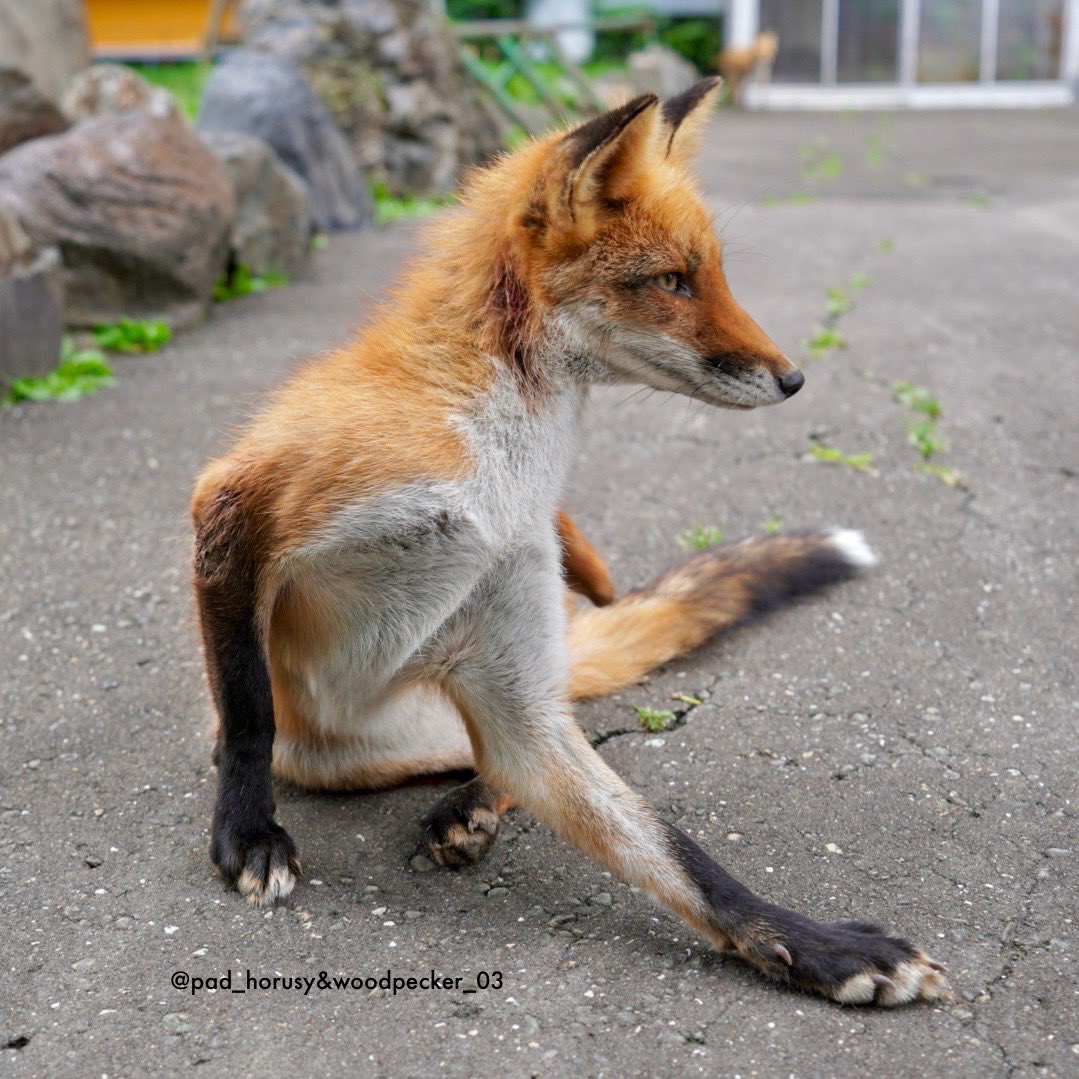 ヨガのポーズみたい🧘(シュウ♀、23/07撮影)
#一日一狐
#北きつね牧場