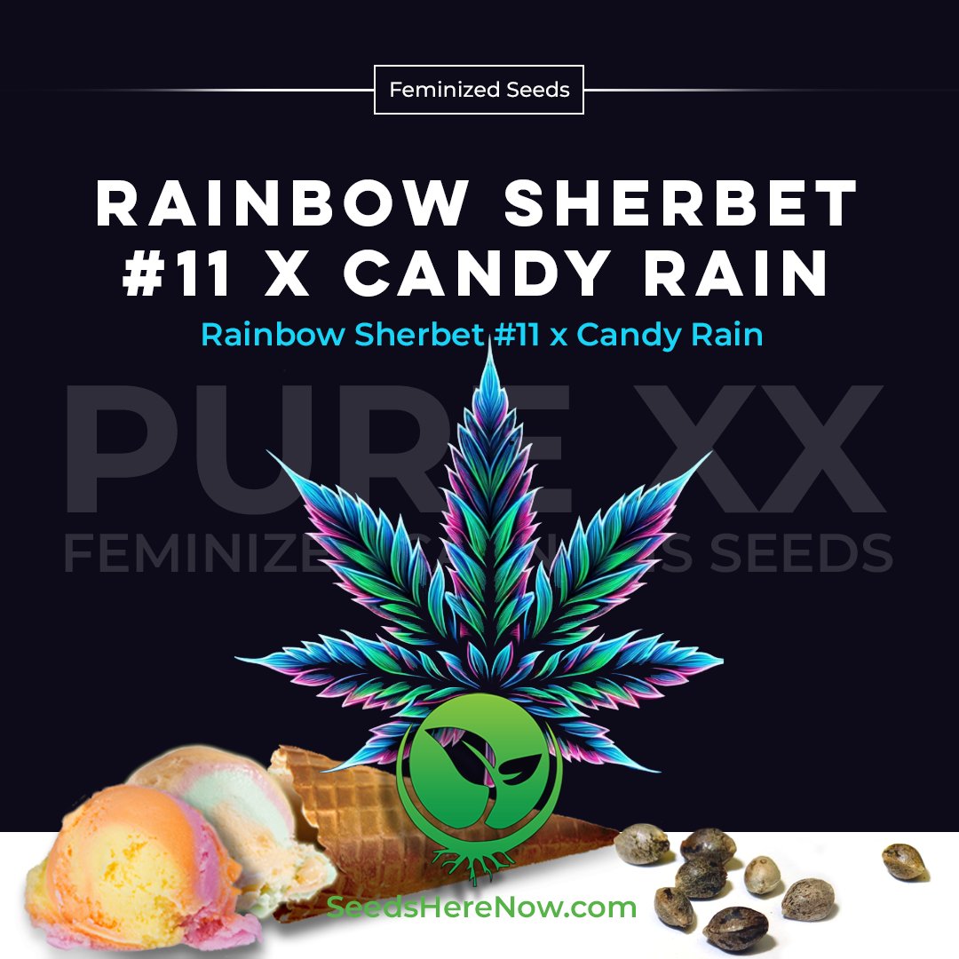 Terpenes: Limonene, Myrcene, Caryophyllene - contributing to its unique aroma and effects.
Aroma: Sweet, citrus, berry with hints of earthiness: tinyurl.com/SHN-rainbow-sh… 

#seedsherenow #growbudyourself #CannabisCommunity #cannabislife #420friendly #420Life #cannabisgrowers
