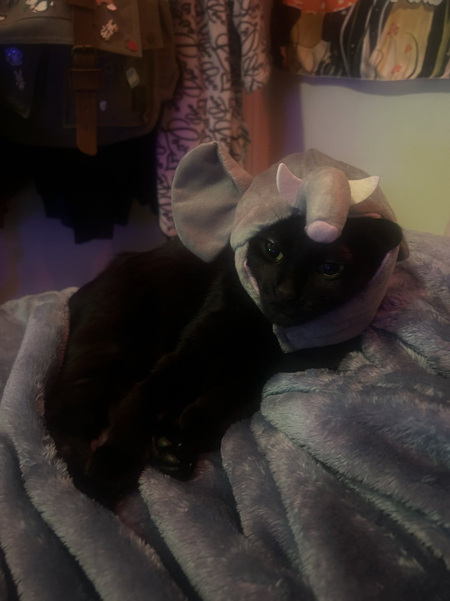 gengarmin's tweet photo. pls say happy birthday to my cat liverborris ! https://t.co/H9DCAo7Xmw