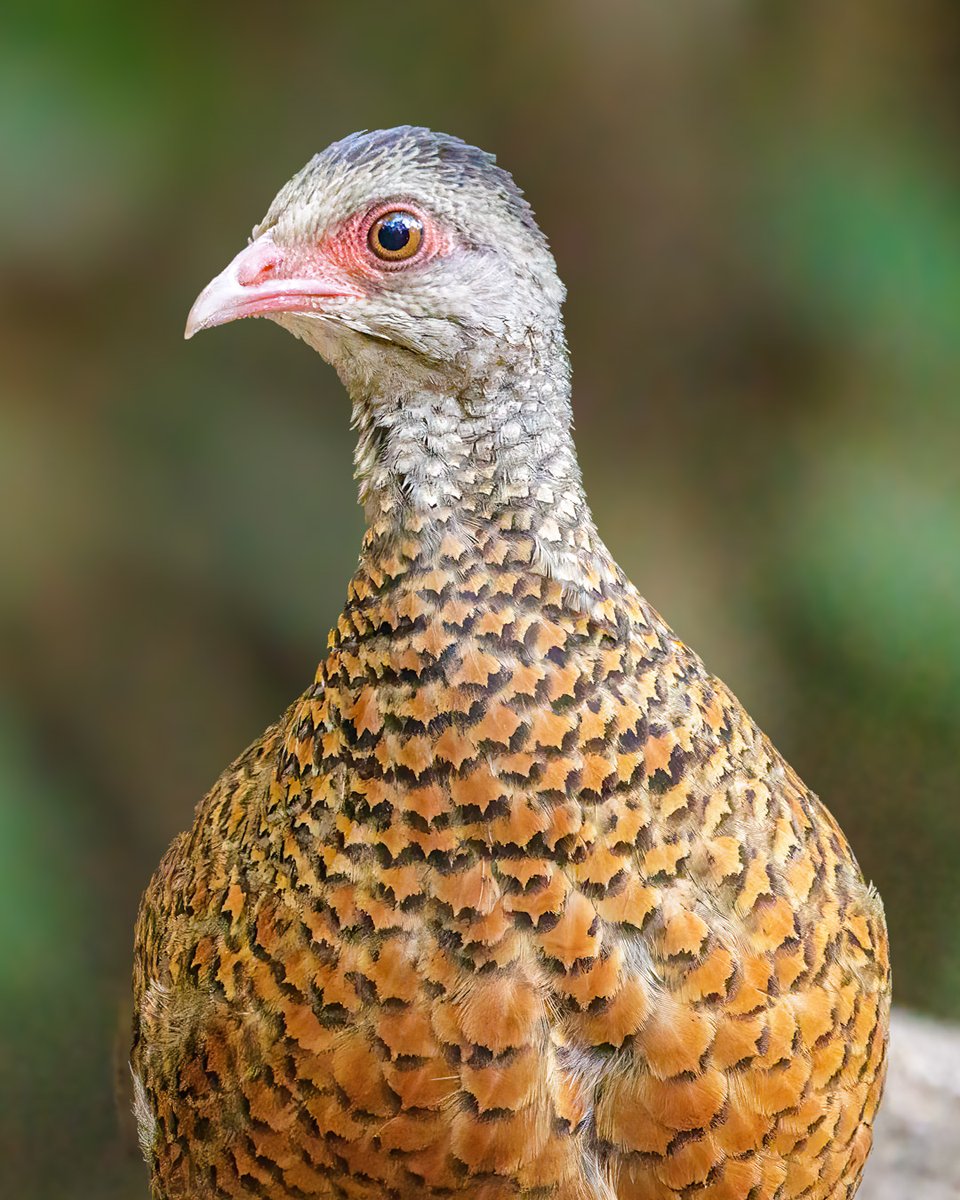 Meet the female Red Spurfowl, a camouflage expert in India's arid zones! Tamhini Ghat, Mar'24 📸 @samthebirder #birdwatching #NaturePhotography #Wildlife #Birds #BirdLovers #BBCWildlifePOTD @IndiAves @birdsofindia @wild_india @feather_perfection Ever spotted one? Let us know!