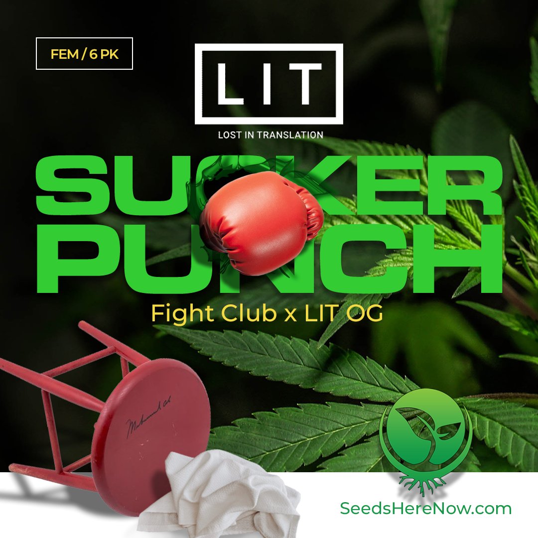 LIT Farms is celebrated for its innovative approach to breeding, creating strains that combine unparalleled flavor profiles with robust growth characteristics: tinyurl.com/SHN-sucker-pun…

#seedsherenow #CannabisCommunity #cannabislife #420friendly #420Life #cannabisgrowers