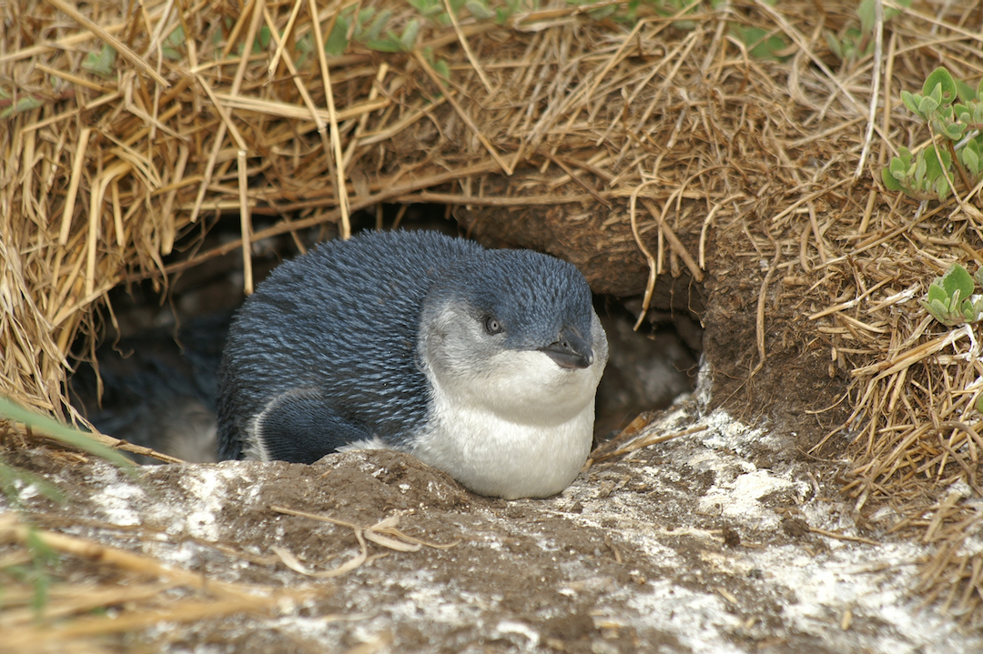 Waddle you waiting for? It's #WorldPenguinDay!🐧 Little Blue Penguins (Eudyptula novaehollandiae) coat each feather in a drop of oil secreted from a gland near their tail which allows them to stay waterproof when our at sea. 💧 📸 | Beat Akeret CC 💻 | spr.ly/6013ZOVuZ